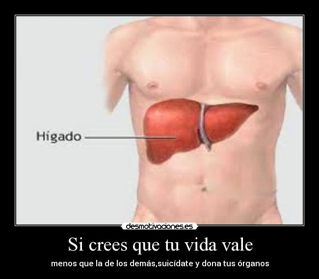 carteles vida organos higado muerte pumm desmotivaciones