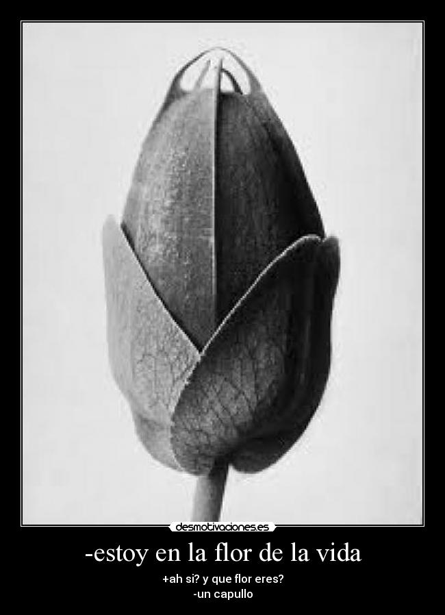 -estoy en la flor de la vida - 