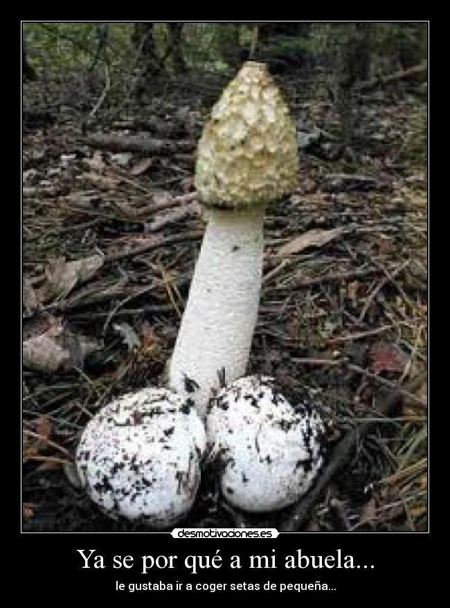 Ya se por qué a mi abuela... - le gustaba ir a coger setas de pequeña...