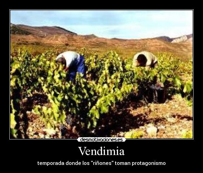 Vendimia - temporada donde los riñones toman protagonismo