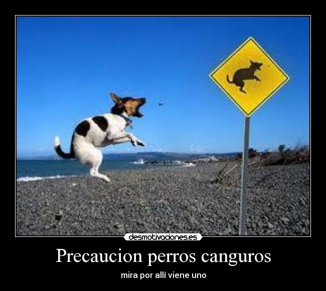 Precaucion perros canguros - mira por allí viene uno
