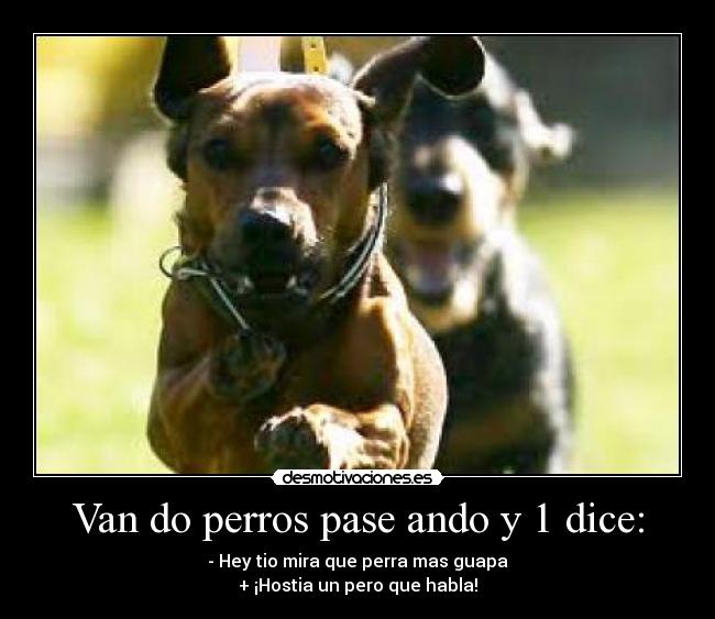 Van do perros pase ando y 1 dice: - - Hey tio mira que perra mas guapa
+ ¡Hostia un pero que habla!