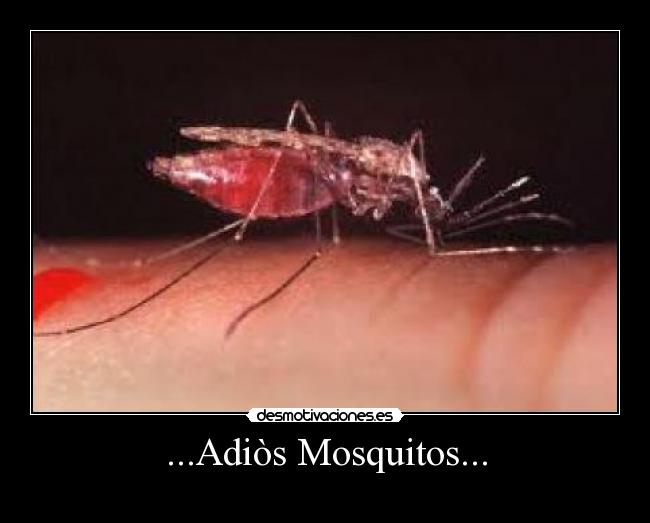 ...Adiòs Mosquitos... -