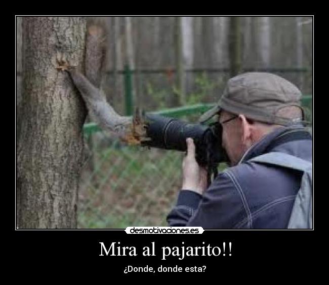 Mira al pajarito!! - ¿Donde, donde esta?
