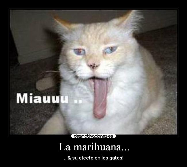 La marihuana... - ...& su efecto en los gatos!