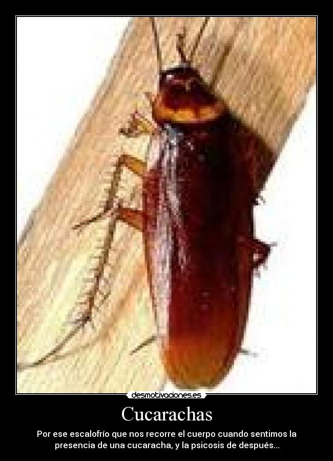 Cucarachas -