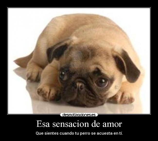 Esa sensacion de amor - Que sientes cuando tu perro se acuesta en tí.