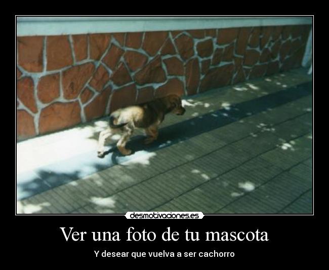 Ver una foto de tu mascota - 