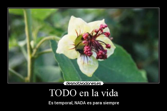 carteles vida todo vida desmotivaciones