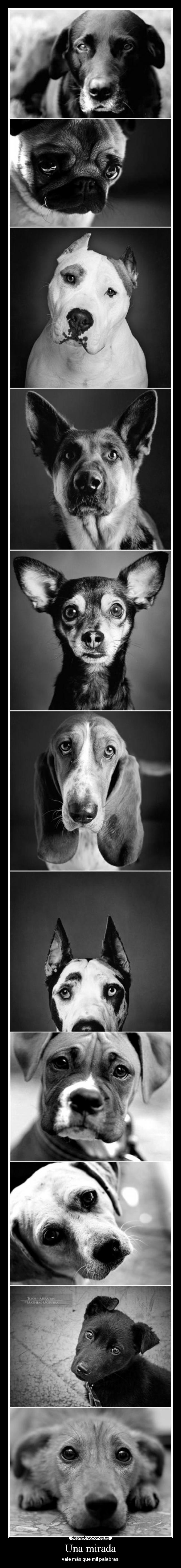 Una mirada - vale más que mil palabras.