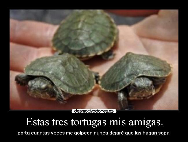 Estas tres tortugas mis amigas. - porta cuantas veces me golpeen nunca dejaré que las hagan sopa