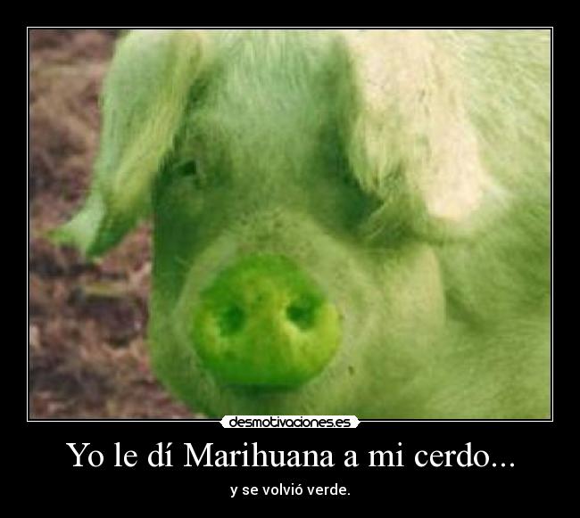 Yo le dí Marihuana a mi cerdo... - y se volvió verde.