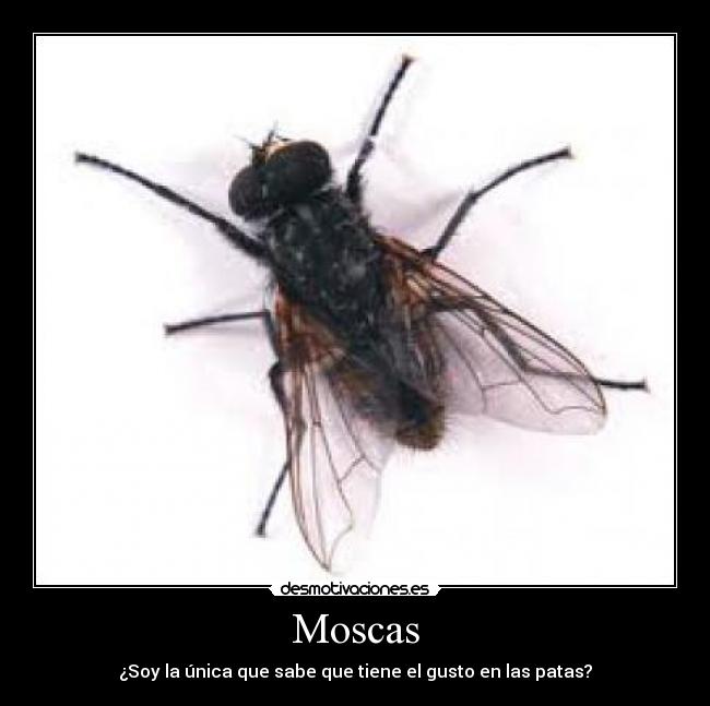 Moscas -