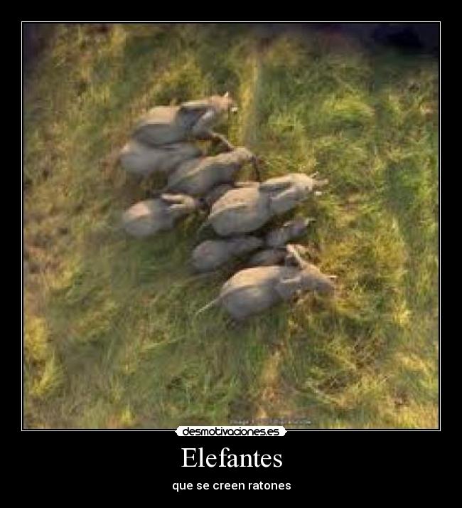Elefantes - que se creen ratones