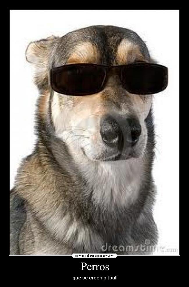 Perros -