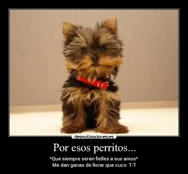 Por esos perritos... - 