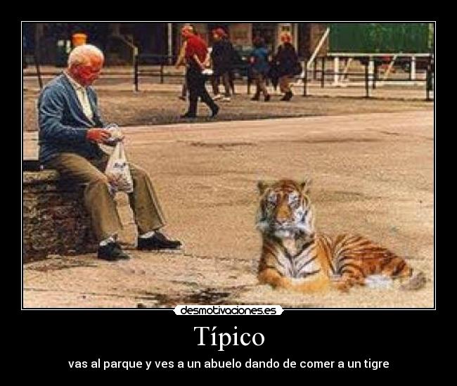 Típico - vas al parque y ves a un abuelo dando de comer a un tigre