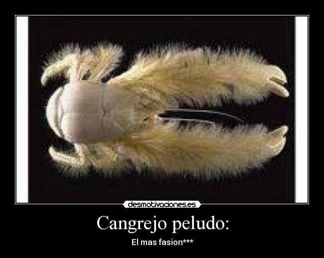 Cangrejo peludo: -