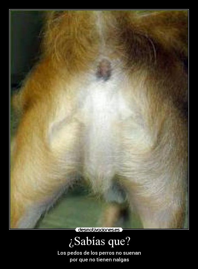 ¿Sabías que? - Los pedos de los perros no suenan
por que no tienen nalgas