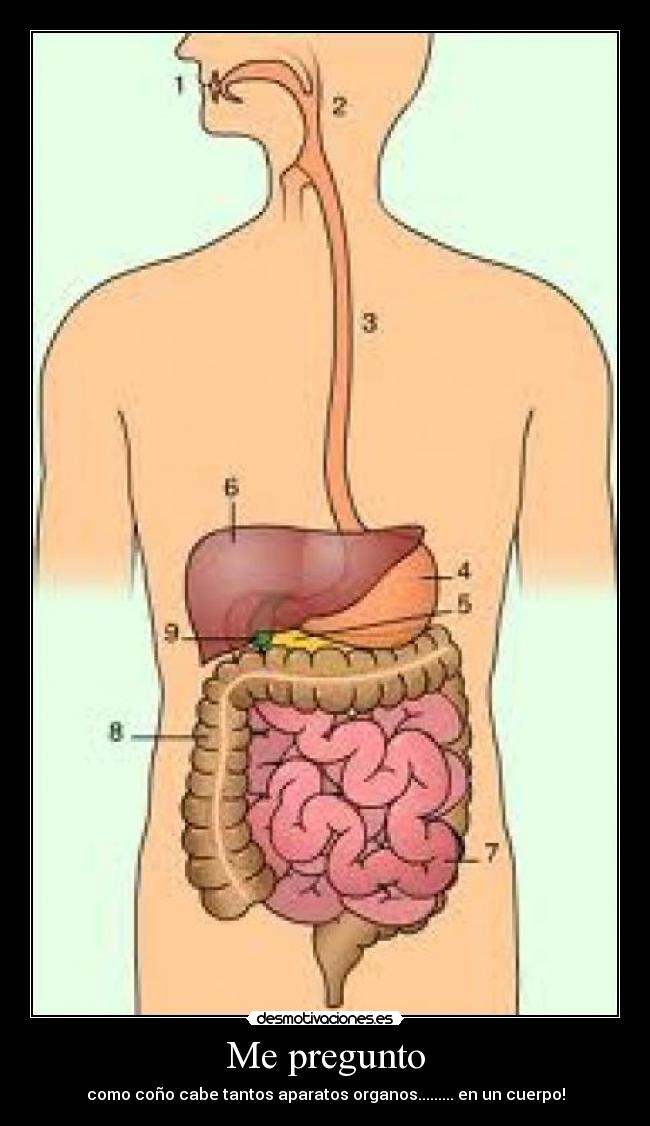 Me pregunto - como coño cabe tantos aparatos organos......... en un cuerpo!