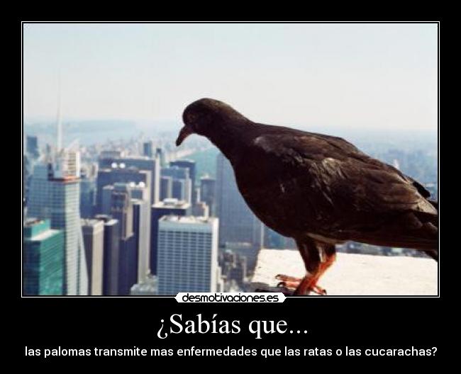 ¿Sabías que... - las palomas transmite mas enfermedades que las ratas o las cucarachas?