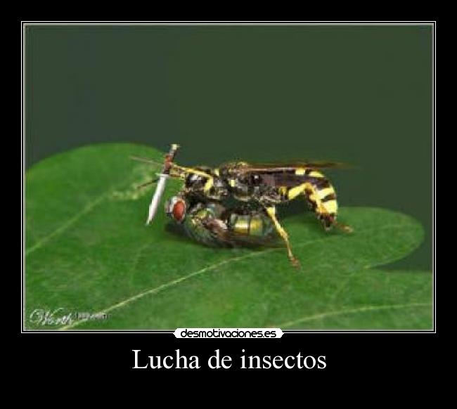 Lucha de insectos -
