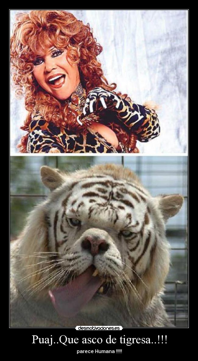 Puaj..Que asco de tigresa..!!! - parece Humana !!!!!