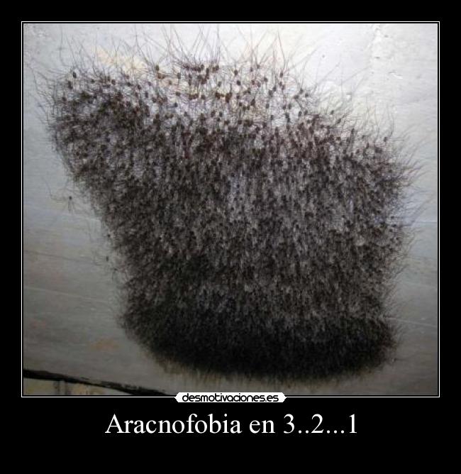 Aracnofobia en 3..2...1 -