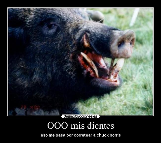 OOO mis dientes - eso me pasa por corretear a chuck norris
