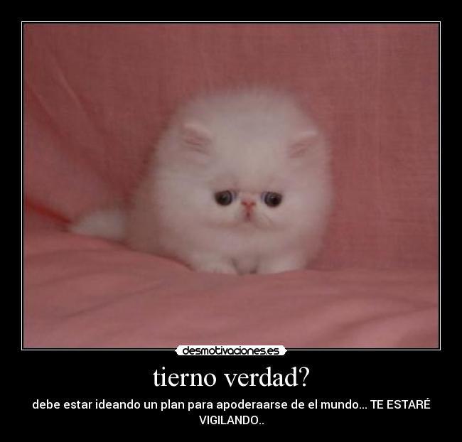 tierno verdad? - debe estar ideando un plan para apoderaarse de el mundo... TE ESTARÉ VIGILANDO..