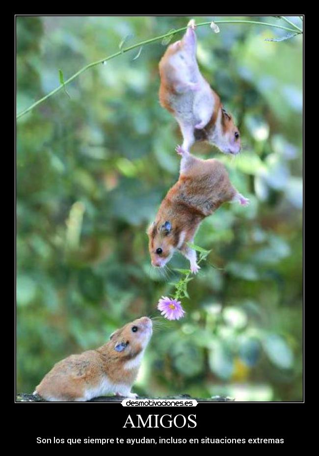 AMIGOS - Son los que siempre te ayudan, incluso en situaciones extremas
