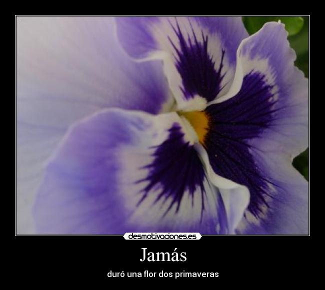 carteles flores primavera desmotivaciones