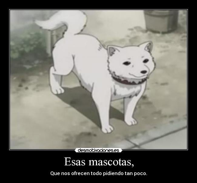 Esas mascotas, - Que nos ofrecen todo pidiendo tan poco.