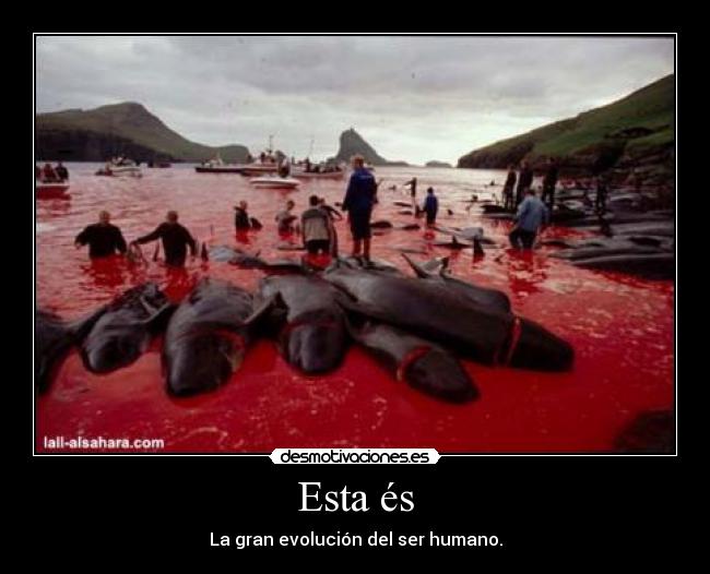 Esta és - La gran evolución del ser humano.