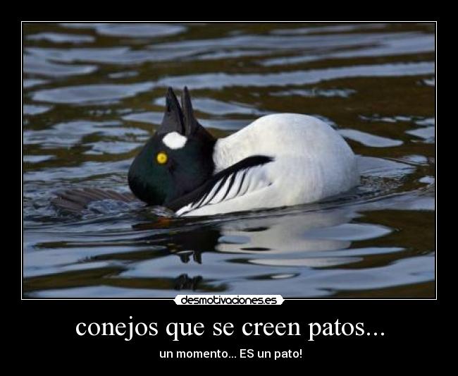 conejos que se creen patos... - un momento... ES un pato!
