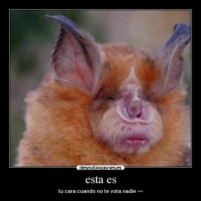 esta es - tu cara cuando no te vota nadie ¬¬