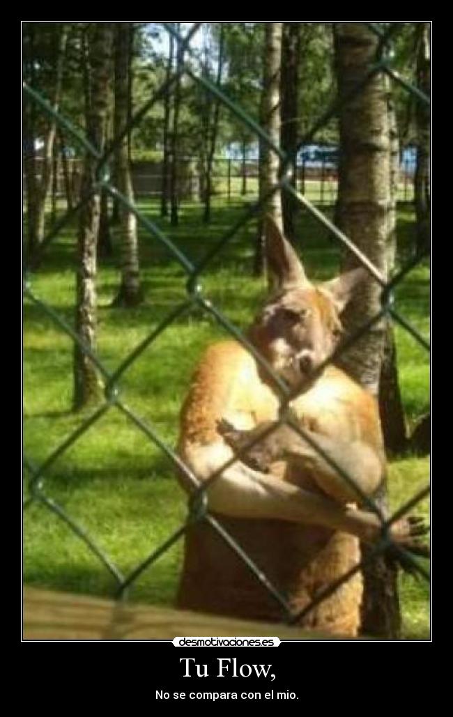 carteles canguro desmotivaciones