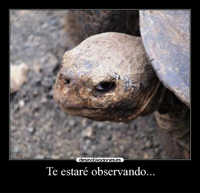 Te estaré observando... - 