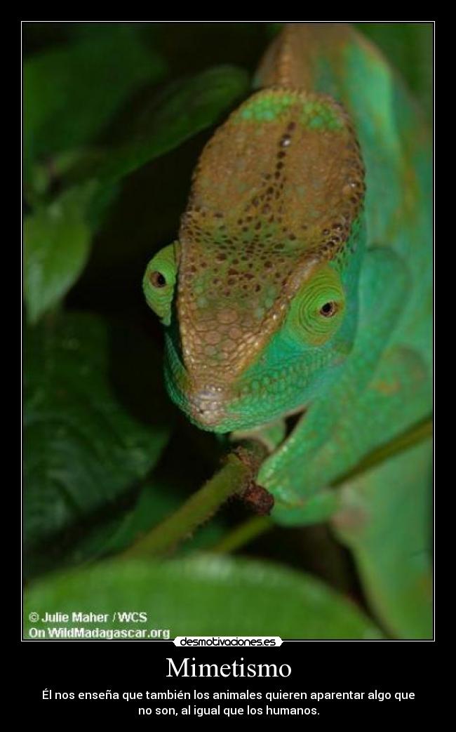 Mimetismo - Él nos enseña que también los animales quieren aparentar algo que
no son, al igual que los humanos.