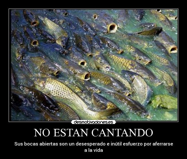 NO ESTAN CANTANDO -