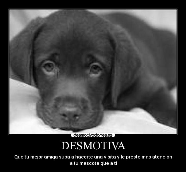 DESMOTIVA - Que tu mejor amiga suba a hacerte una visita y le preste mas atencion
a tu mascota que a ti