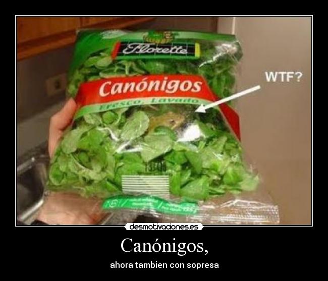 Canónigos, -