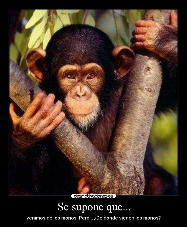 Se supone que... - venimos de los monos. Pero... ¿De donde vienen los monos?