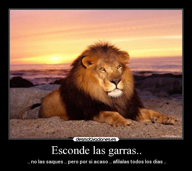 Esconde las garras.. - 