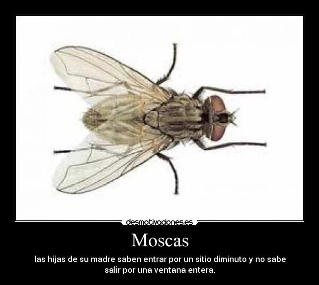 Moscas - las hijas de su madre saben entrar por un sitio diminuto y no sabe
salir por una ventana entera.