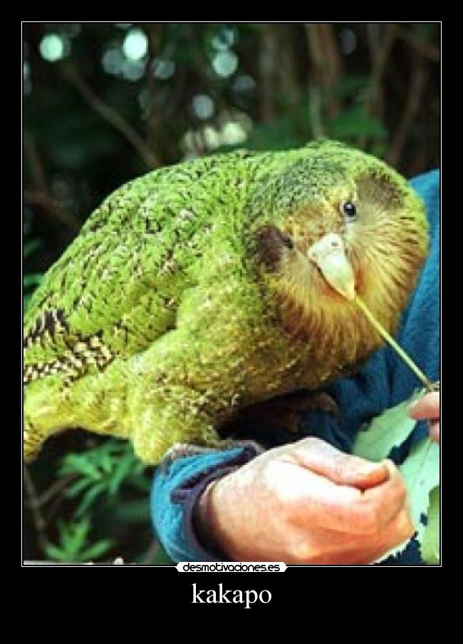 kakapo -