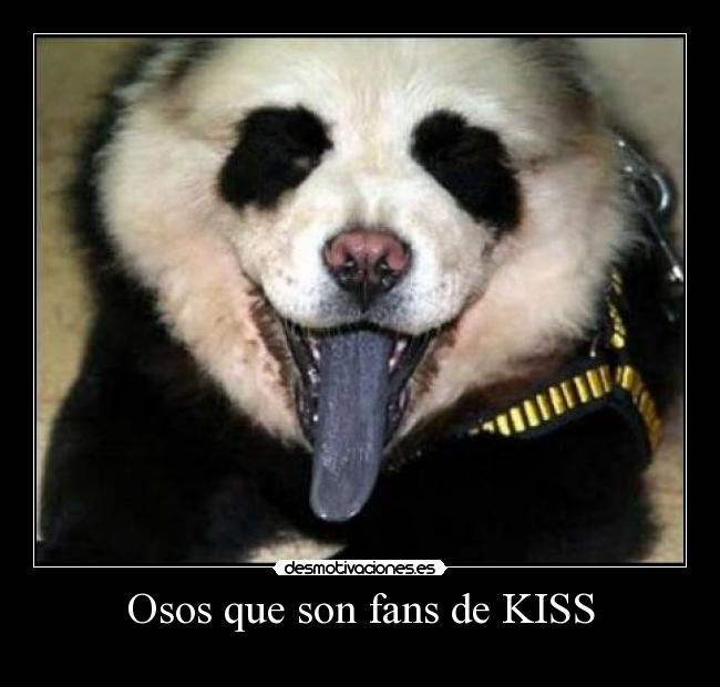 Osos que son fans de KISS -