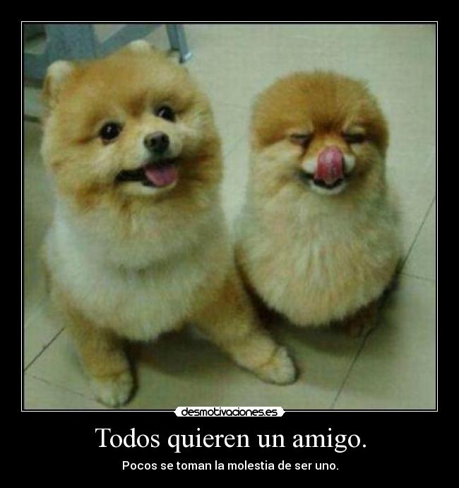 carteles todos quieren amigo pocos toman molestia ser bollicao nikorural desmotivaciones