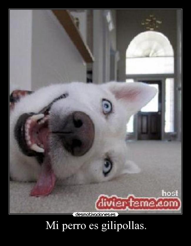 Mi perro es gilipollas. - 
