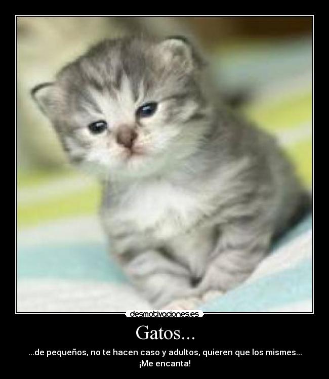 Gatos... - 